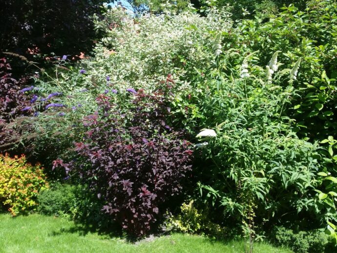 Nieuwe beplanting Engelse tuin.